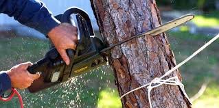 Best Tree Trimming and Pruning  in Freeport, IL